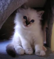 1 bruntabby flicka